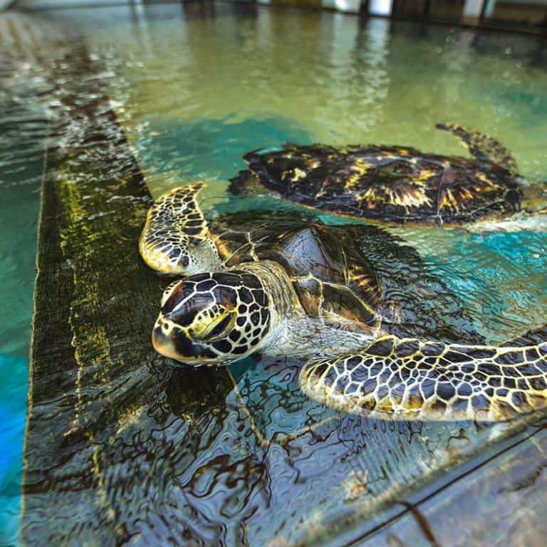 Sea Turtle Sanctuary Visit