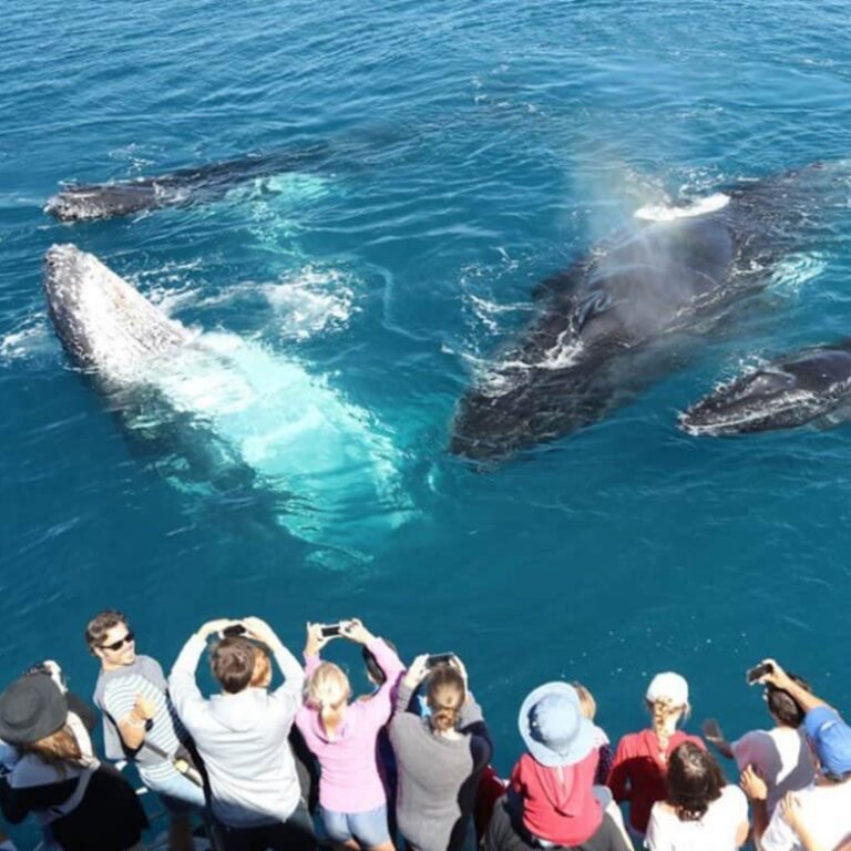 Mirissa Whale Watching