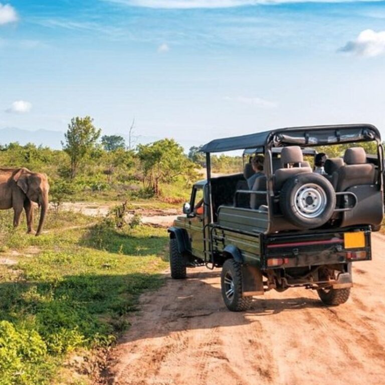 Udawalawe Safari Day Tour