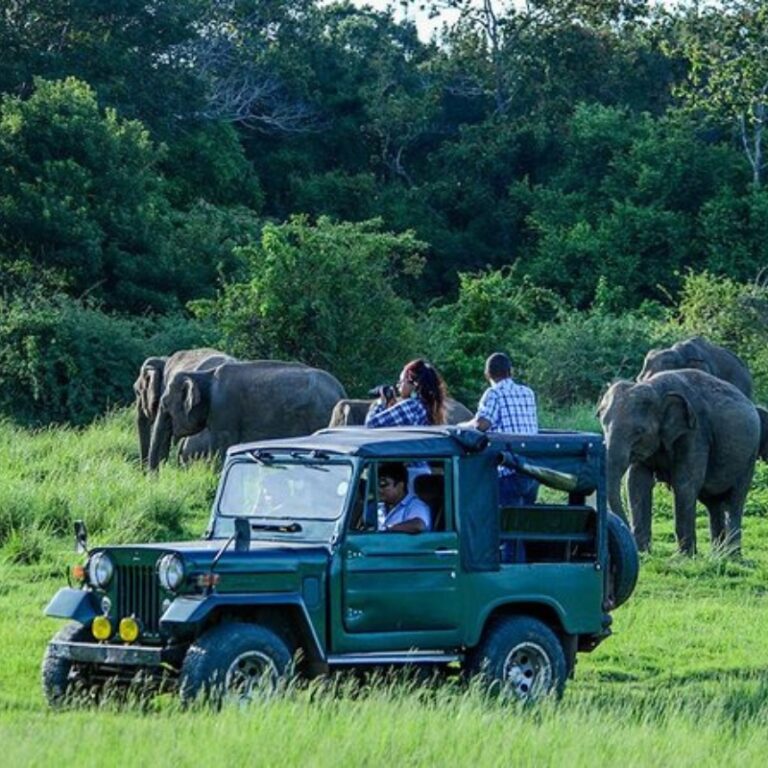 Yala Safari Day Tour